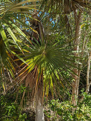 Coccothrinax proctorii