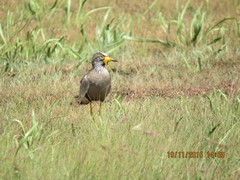 Vanellus senegallus lateralis