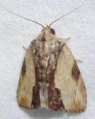 Etanna breviuscula