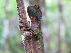 Enyalius catenatus