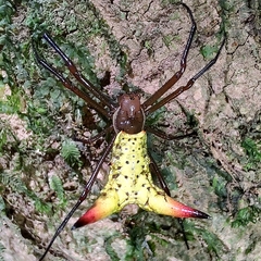 Micrathena crassispina