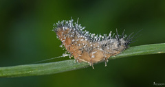 Beauveria bassiana
