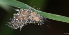 Beauveria bassiana