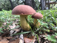 Pulchroboletus rubricitrinus image