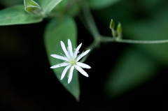 Stellaria vestita