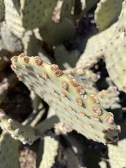 Opuntia rufida
