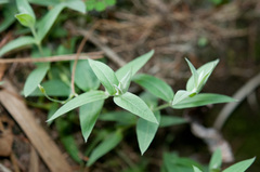 Stellaria vestita