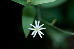 Stellaria vestita
