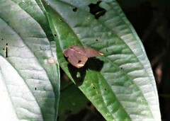 Emesis fastidiosa