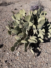 Opuntia rufida