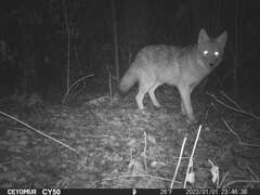 Canis latrans