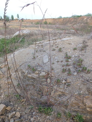 Apocynum venetum