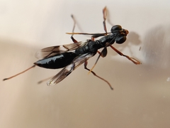 Dryinidae