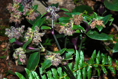 Tradescantia cerinthoides