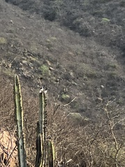 Cyanocorax mystacalis