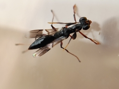 Dryinidae