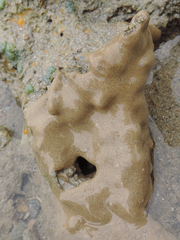 Didemnum psammatodes