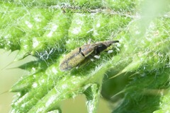 Epimeces