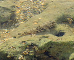 Bathygobius soporator