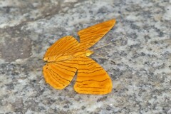 Chersonesia intermedia