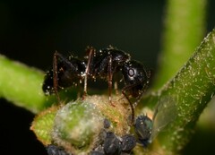 Camponotus fallax