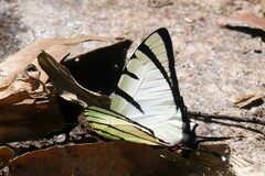 Graphium agetes