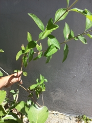 Varronia curassavica