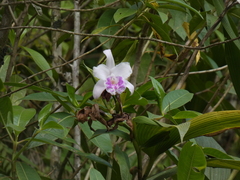 Sobralia rosea