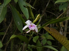 Sobralia rosea