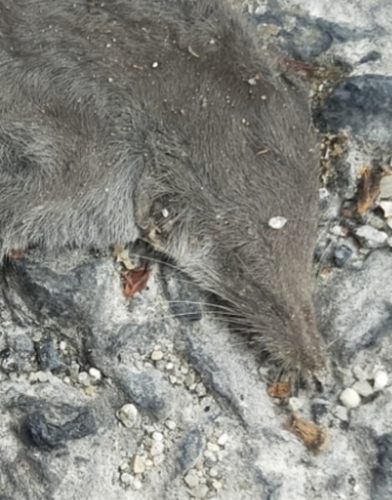 Gueldenstaedt's Shrew