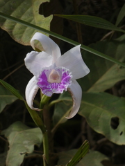 Sobralia rosea