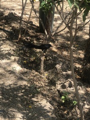 Crotophaga sulcirostris