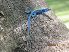 Cnemidophorus espeuti