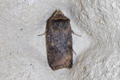 Cerastis faceta