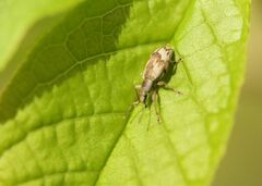 Polydrusus tereticollis