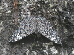 Hamadryas feronia