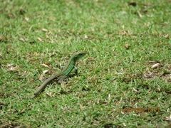 Cnemidophorus espeuti