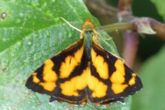 Symbrenthia lilaea