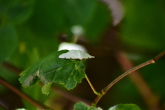 Lomographa bimaculata