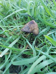 Panaeolus acuminatus