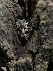 Pseudophilautus schmarda