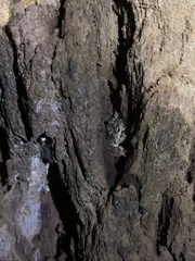 Pseudophilautus schmarda