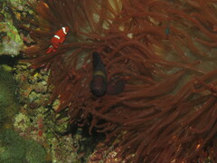 Amphiprion biaculeatus