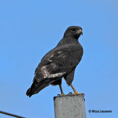 Jackal Buzzard photo 4