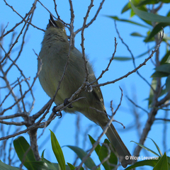 Andropadus importunus