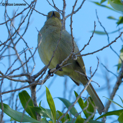 Andropadus importunus