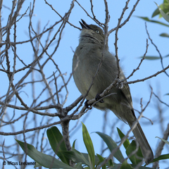 Andropadus importunus