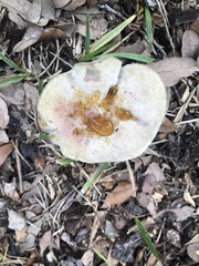 Hypomyces chrysospermus
