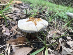 Hypomyces chrysospermus
