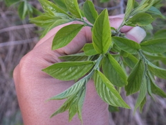 Rhamnella franguloides